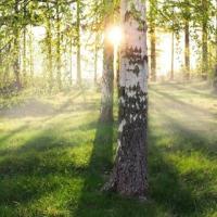 ?Гармония Леса | Наедине с Природой